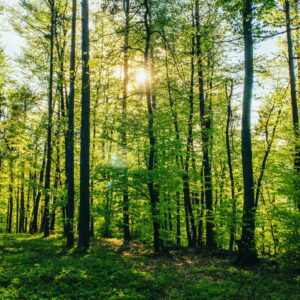miha-rekar-gzMvo6cR6J0-unsplash_compressed-min