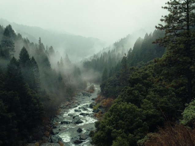 pine-watt-2Hzmz15wGik-unsplash_compressed-min